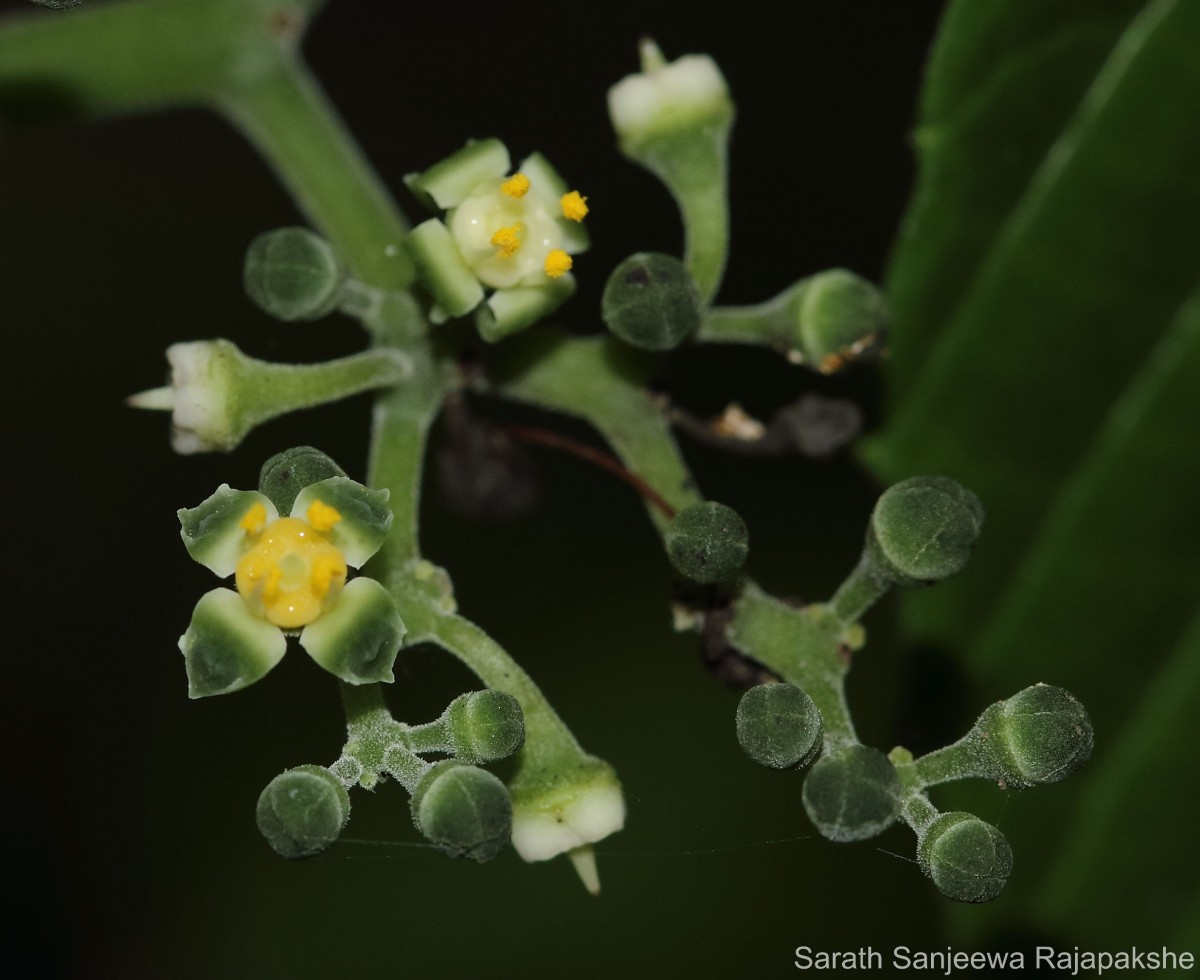 Cayratia pedata (Lam.) Gagnep.